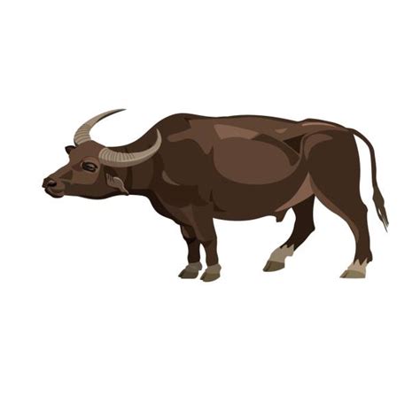 3,000+ Carabao Stock Illustrations, Royalty-Free Vector Graphics & Clip ...