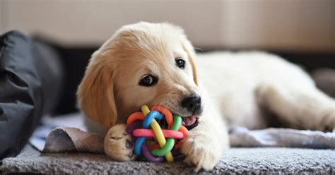 9 Best Puppy Toys To Keep Your Fur Baby Busy — Pumpkin®