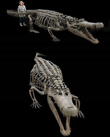 Deinosuchus Skeleton dinosaur replica | DINOSAURS ROCK SUPERSTORE | Fossil & Mineral Specimens