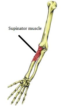 Supinator muscle - Pictures, Location, Origin and Function