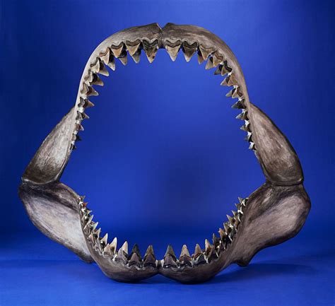 Tyrannosaurus May Bring $1,000,000+ in Heritage Auctions’ New York Natural History Event ...