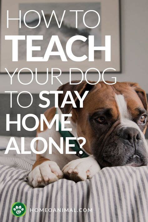 How to Teach Your Dog to Stay Home Alone? | Dog training, Dog training ...