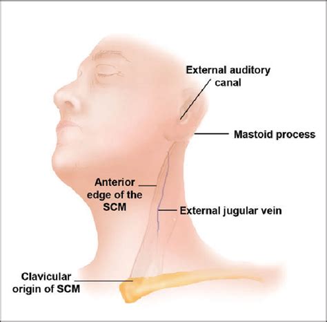 Structure of great auricular nerve | Semantic Scholar