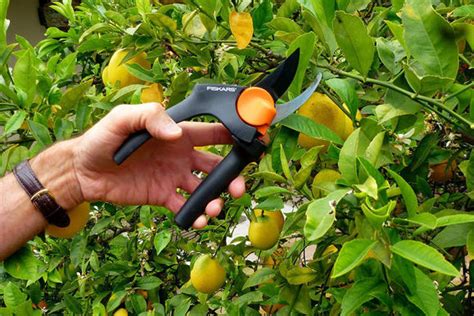 How And When To Prune A Lemon Tree - The Plant Guide