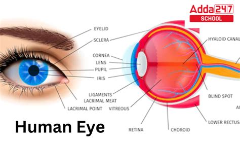 Human Eye Definition, Diagram, Structure