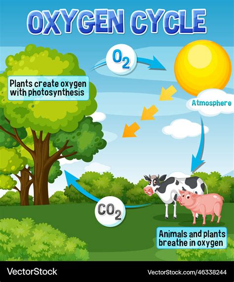 Oxygen cycle diagram for science education Vector Image