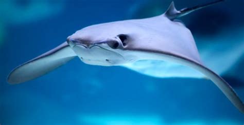 Video: Cownose ray gives birth at aquarium - Practical Fishkeeping