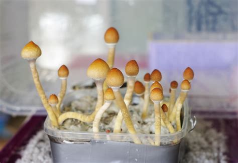 Are Psilocybin Spore Kits Legal? - Harris Bricken Sliwoski LLP