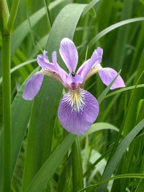 Buy Blue Flag Iris - Lauren's Garden Service - Native Plant Shop