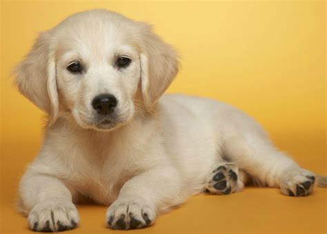 cute puppy - Cute Puppies Photo (31727184) - Fanpop