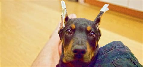 My First Attempt at Posting Our Doberman's Ears - ATLAS' Den