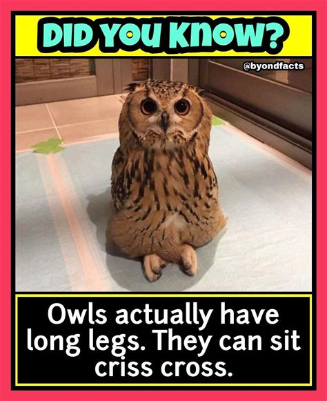 Owls actually have long legs. They can sit Criss cross. | Fun facts ...