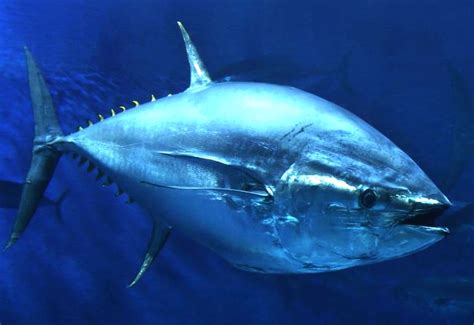 BLUEFIN TUNA FISH A TO Z ENDANGERED SPECIES