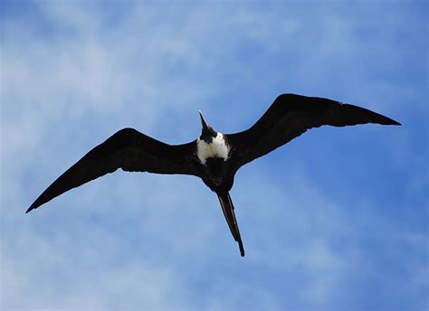 Turtles, Birds and Corals in the Dry Tortugas National Park