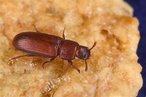 Factsheet - Tribolium castaneum (Herbst, 1797) - Red Flour Beetle