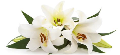 Order Easter Lilies - Cokesbury Church