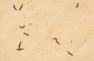 Found black worms in filter media | Aquarium Filter Forum