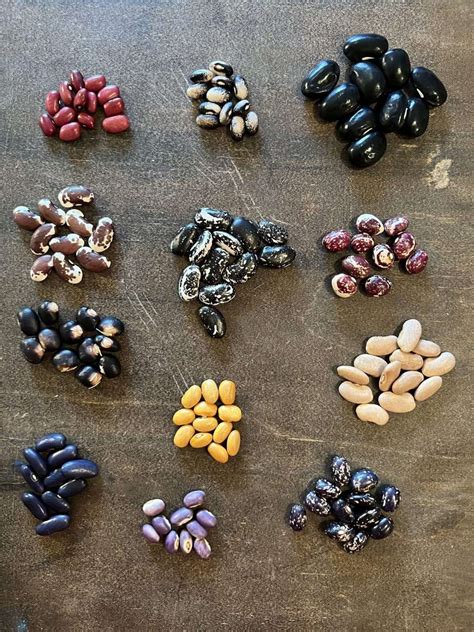 Heirloom Bean Seed Variety Packs - CITY GIRL FARMING | Sustainable ...