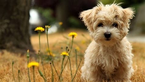 15 Most Popular Cheapest Dog Breeds in the World