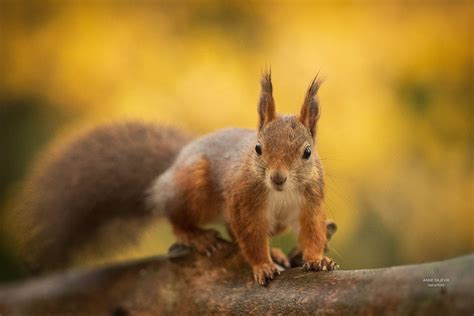 Autumn Squirrel - Red squirrel | Squirrel, Red squirrel, Autumn photography