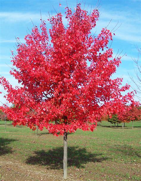 a red tree in the middle of a field