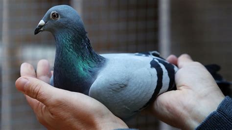 Belgian racing pigeon New Kim sells for record £1.4m in mystery bidding ...