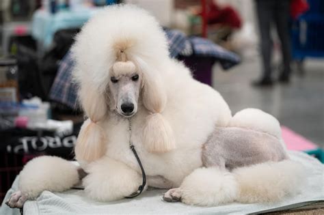 Premium Photo | Close-up of a white poodle on a grooming table looking at you