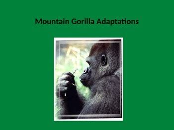 Mountain Gorilla Adaptations Power Point by Alisha Kowsky | TPT