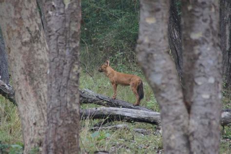 Dhole (indian hunting dog) - India Travel Forum | IndiaMike.com