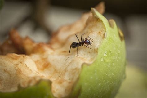 13 Natural Solutions for Killing and Deterring Ants