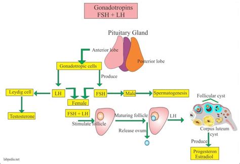 Luteinizing Hormone (LH), Lutropin - Labpedia.net