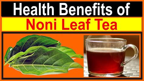 Health Benefits of Noni Leaf Tea - YouTube