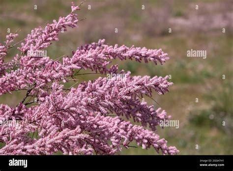 Tamarix chinensis or chinese tamarix pink flowers blooming in spring Stock Photo - Alamy