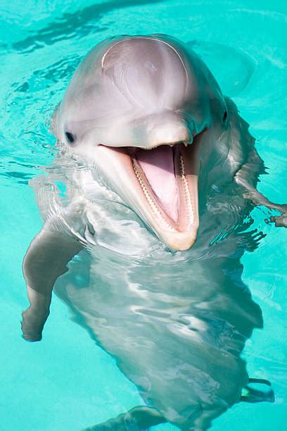 Dolphin Smile Stock Photos, Pictures & Royalty-Free Images - iStock