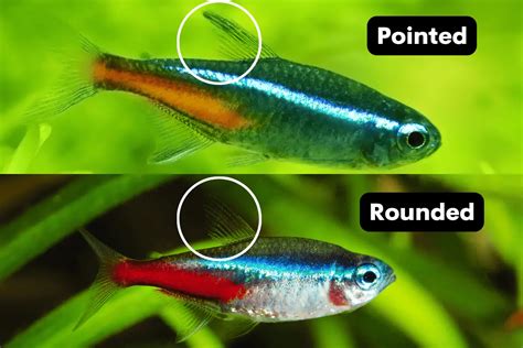 Male vs. Female Neon Tetra: How To Tell The Difference? – Pet Fish Online