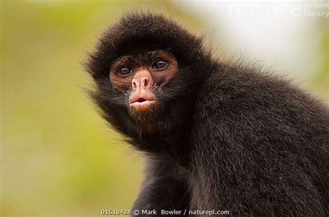 Black spider monkey (Ateles chamek) portrait, captive, Peru.