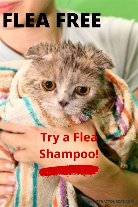 What Are The Best Flea Shampoos for Cats in 2020? in 2020 | Flea shampoo, Cat fleas, Fleas