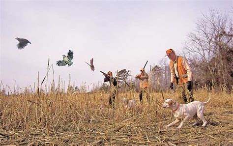 Tips for Hunting Quail – Survival Stronghold