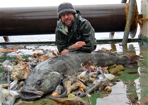 Fisheries - Human Impacts on Antarctica and Threats to the Environment, the effects of fishing