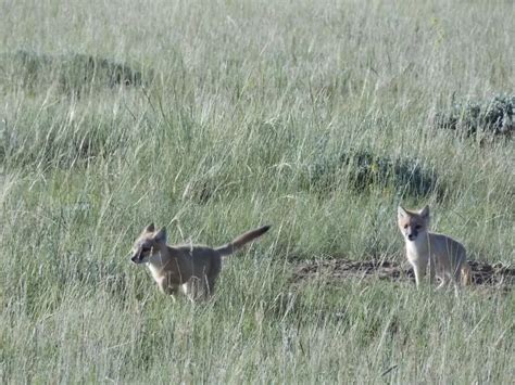 Swift Fox - Facts, Diet, Habitat & Pictures on Animalia.bio