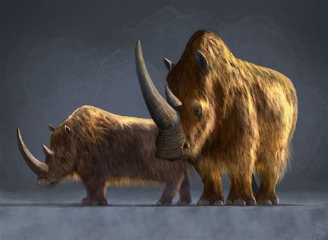 Coelodonta antiquitatis, the woolly rhinoceros that lived from the late Pleistocene to the early ...