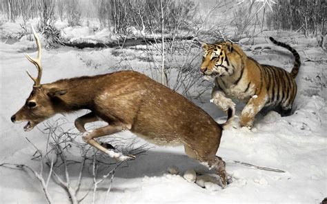 Photo Deer tiger Run hunt scare Winter Snow Animals 1920x1200