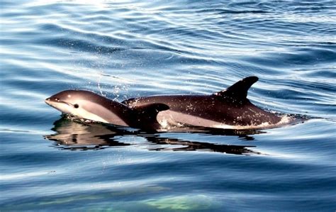 Atlantic White-sided Dolphin – "OCEAN TREASURES" Memorial Library