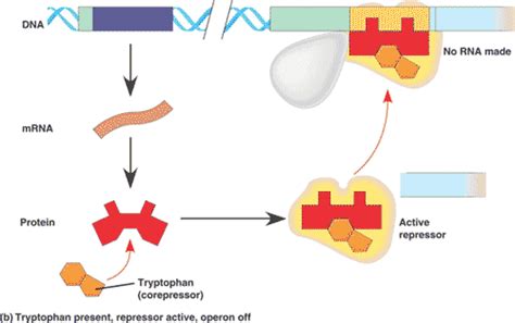 Quia - 9AP Chapter 18 - Regulation of Gene Expression (detailed)