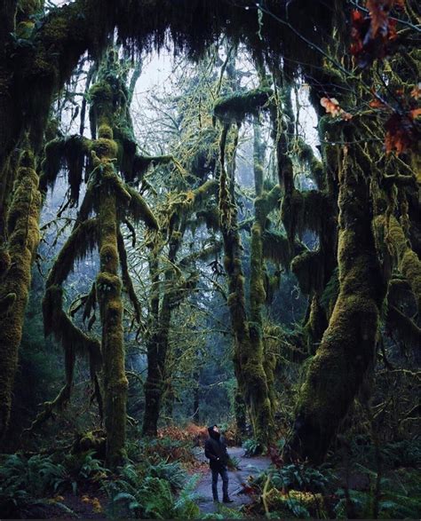 🔥 Hoh Rainforest, Washington USA 🔥 : r/NatureIsFuckingLit