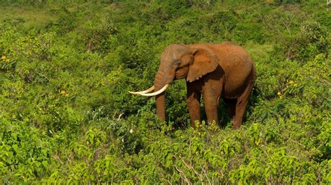 African Forest Elephants Fight Climate Change—But They Need Our Help