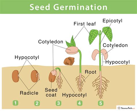 Germinating Seeds Diagram