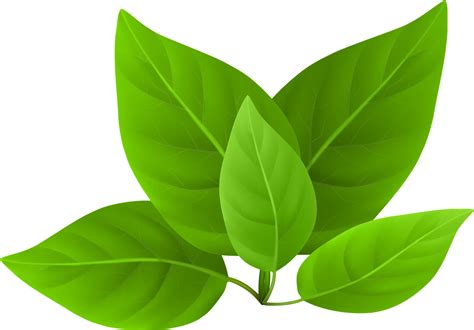 Vector Green Leafs Transparent PNG - PNG Mart