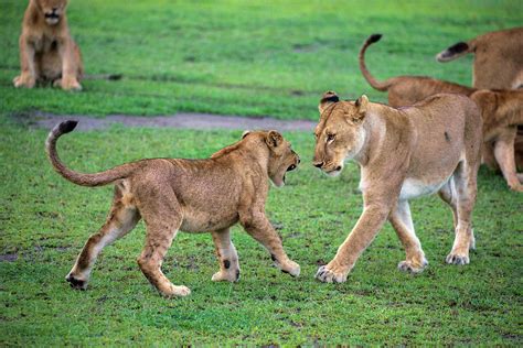 Africa Tanzania African Lion Cubs Photograph by Ralph H. Bendjebar