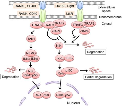 The two NF-κB activation pathways induced by RANK, CD40, and Ltβ R... | Download Scientific Diagram